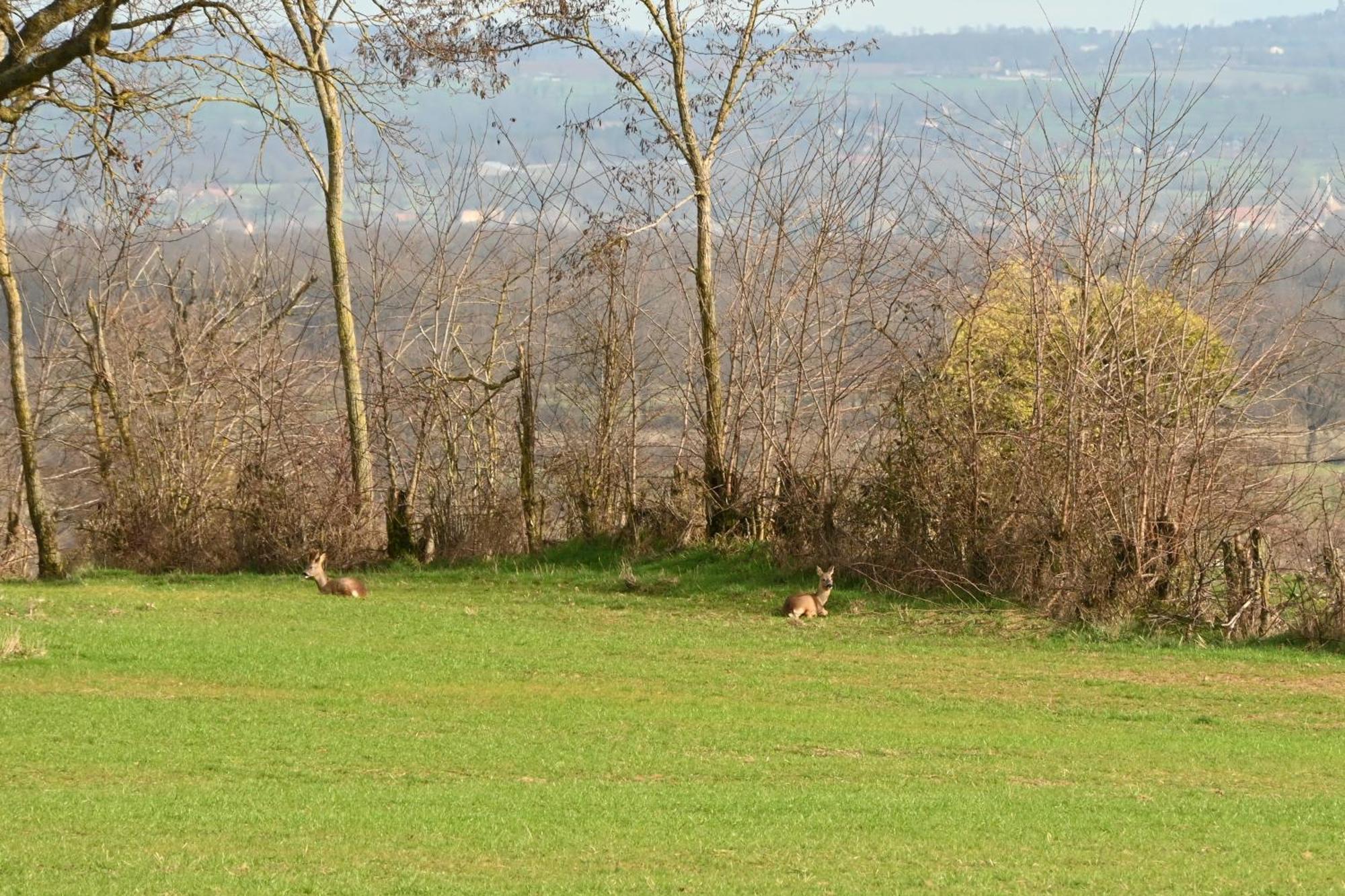 Aux 3 Forets Bizeneuille Esterno foto